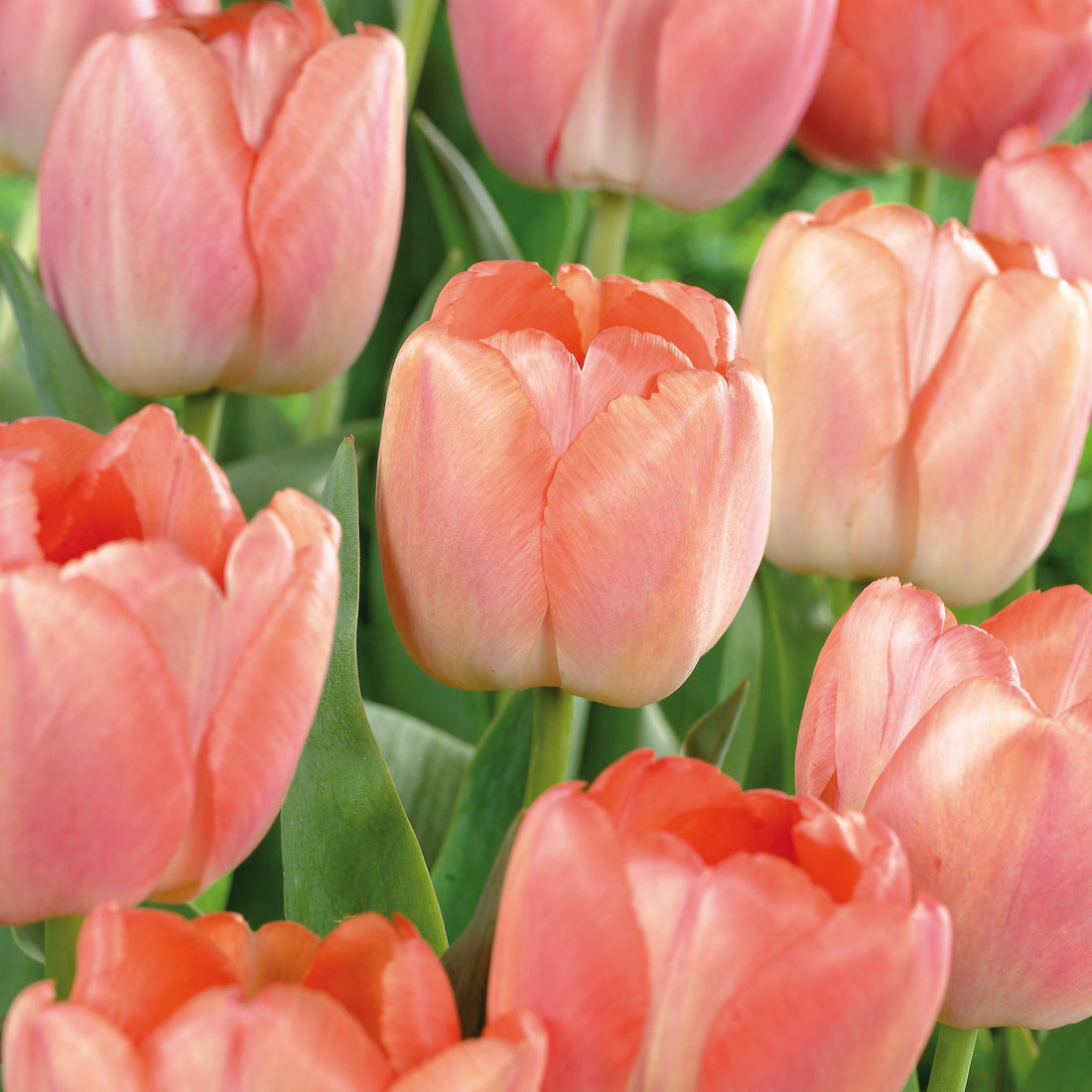 Tulpe 'Orange Pride'