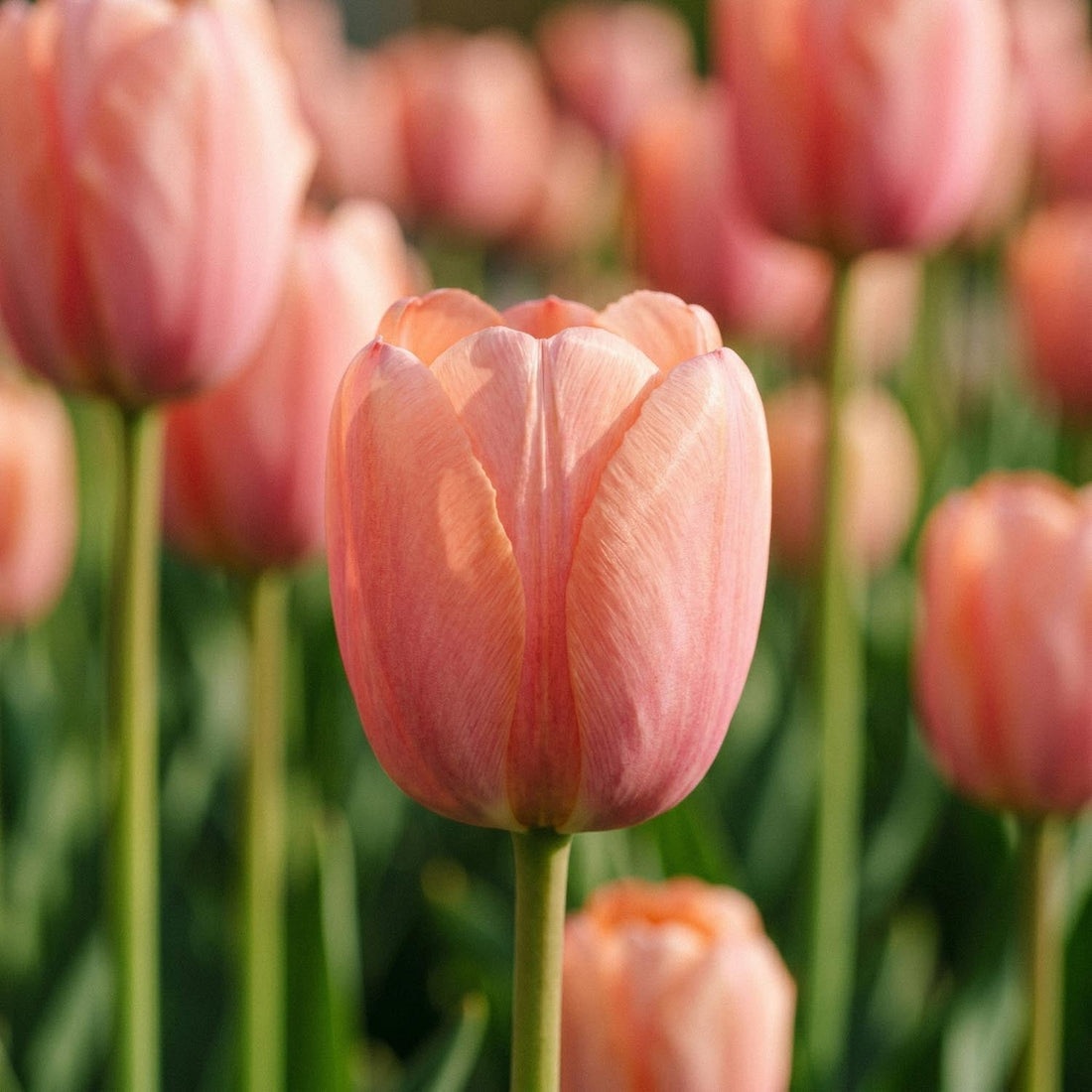 Tulpe 'Orange Pride'