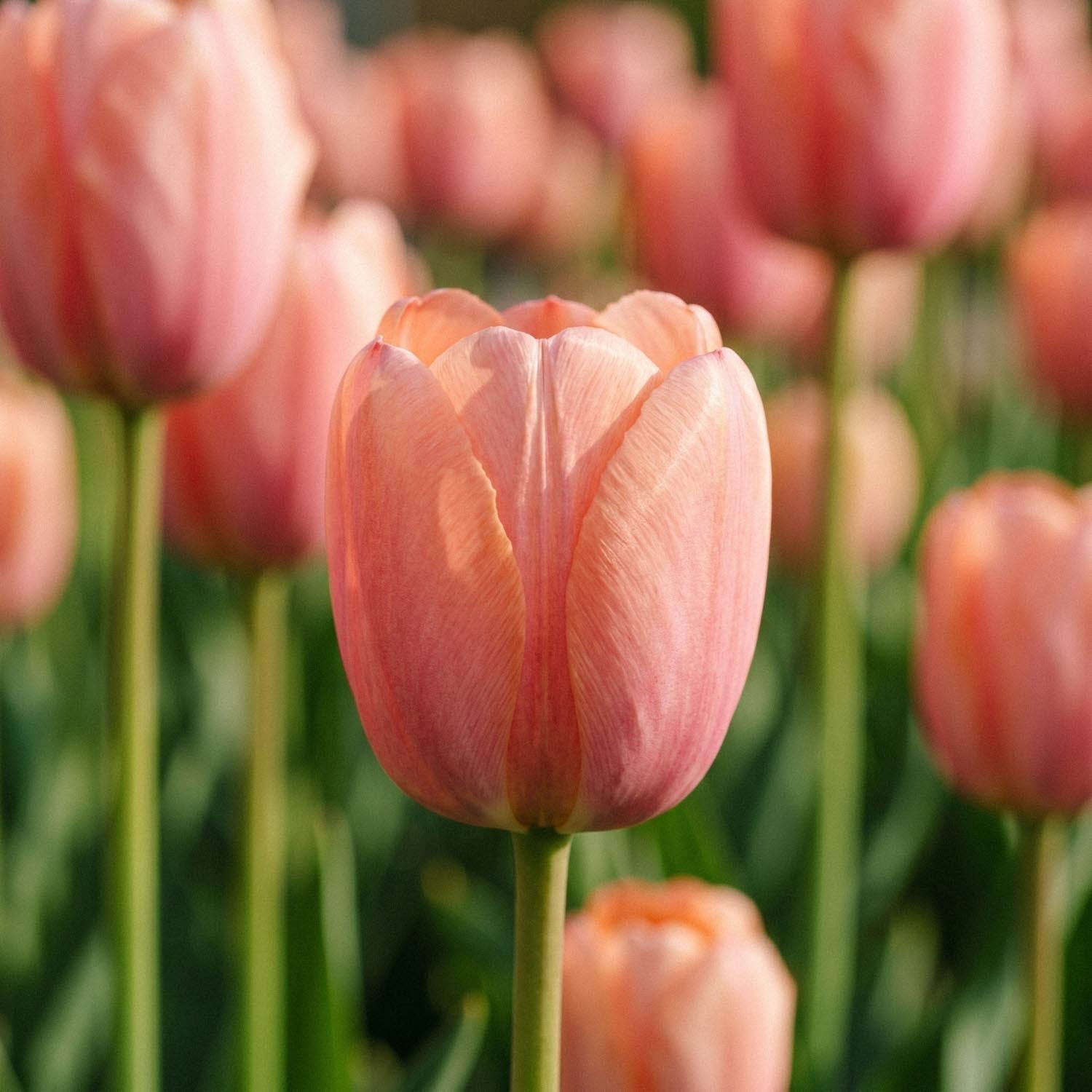 Tulpe 'Orange Pride'