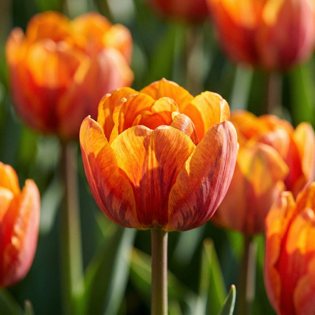 Tulpe 'Orange Princess'