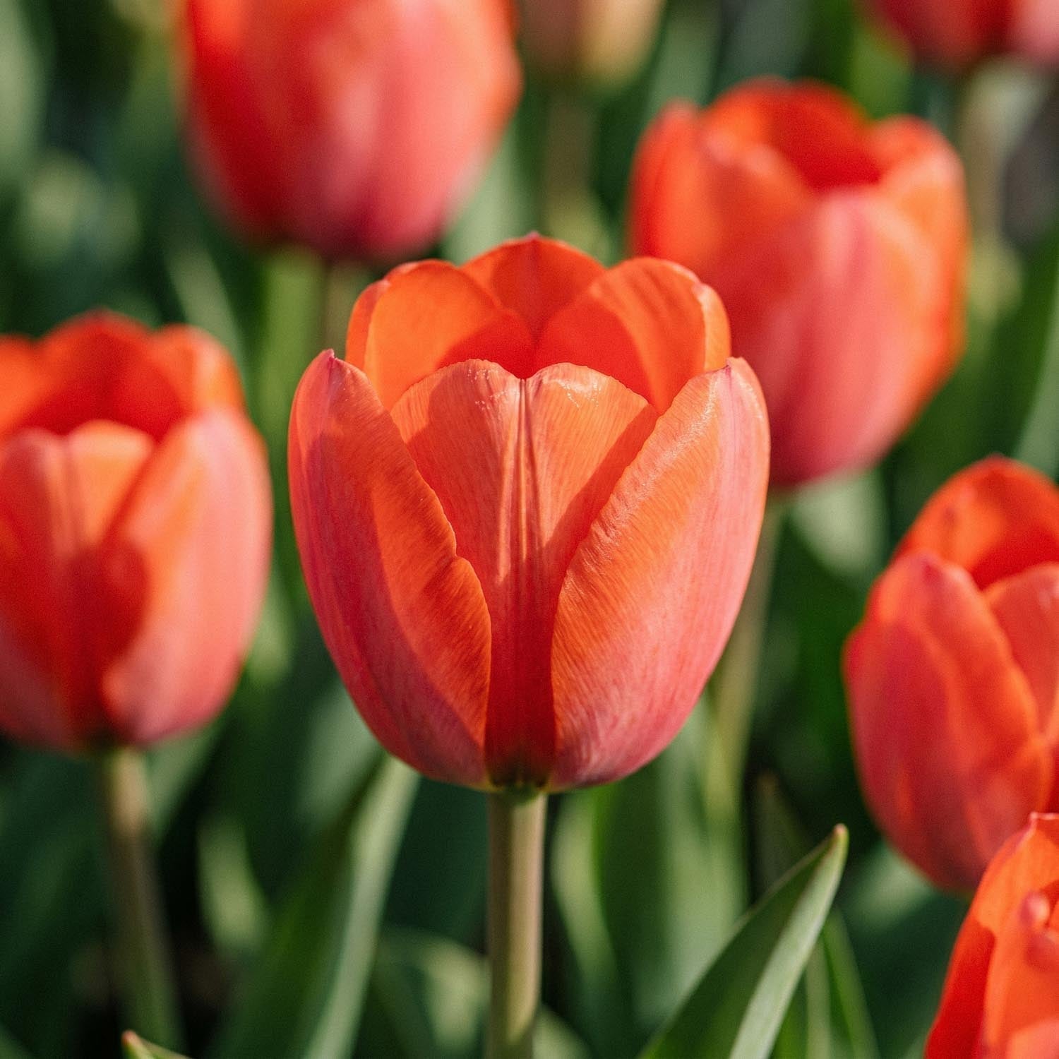 Tulpe 'Orange van Eijk'