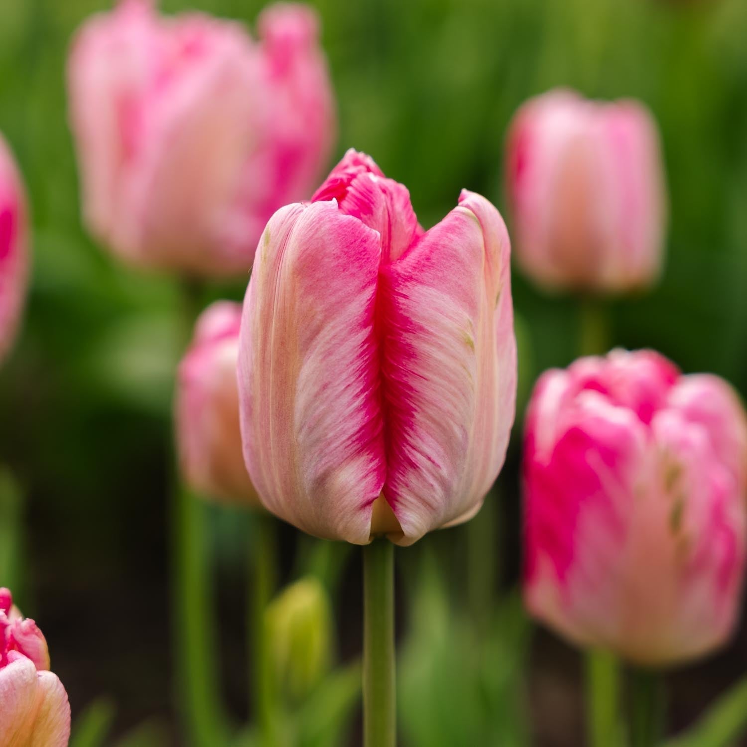 Tulpe 'Parrot Pink Vision'