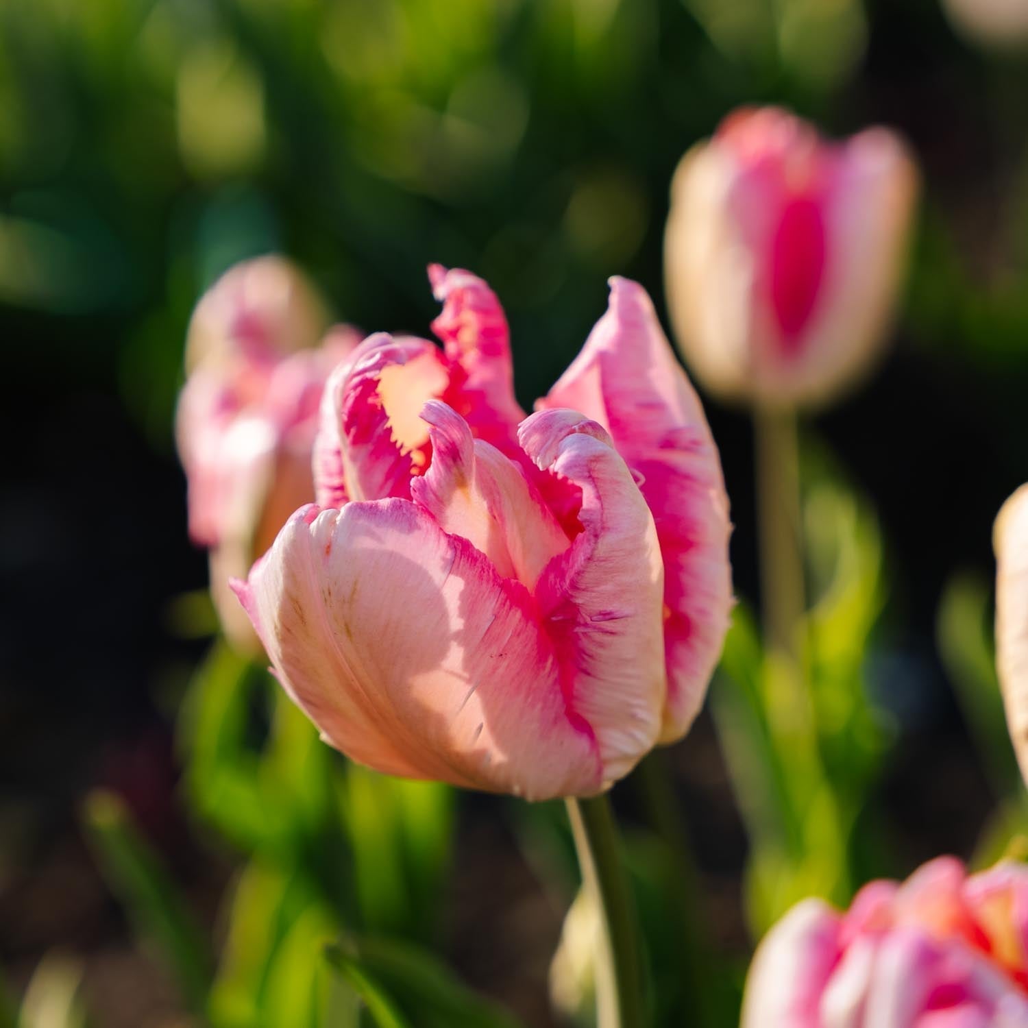 Tulpe 'Parrot Pink Vision'