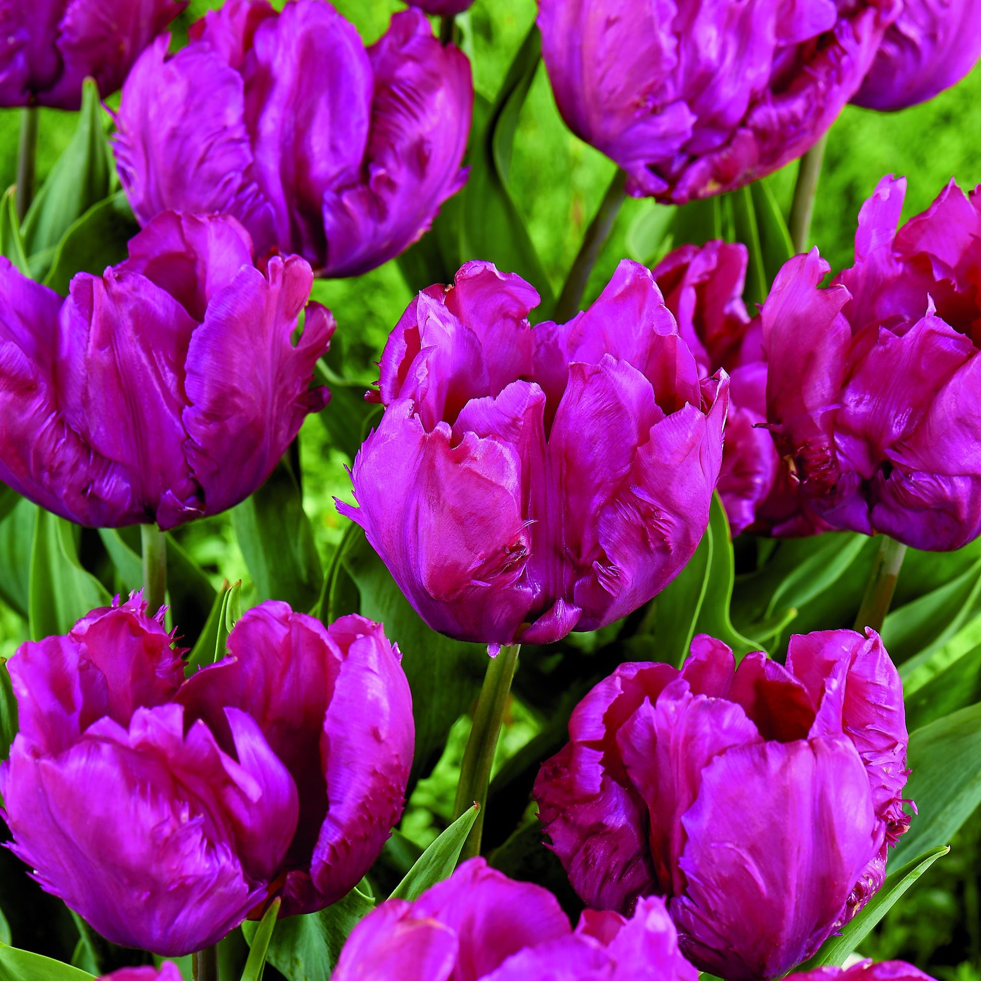 Tulpe 'Parrot Prince'
