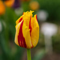 Tulpe 'Party Clown'