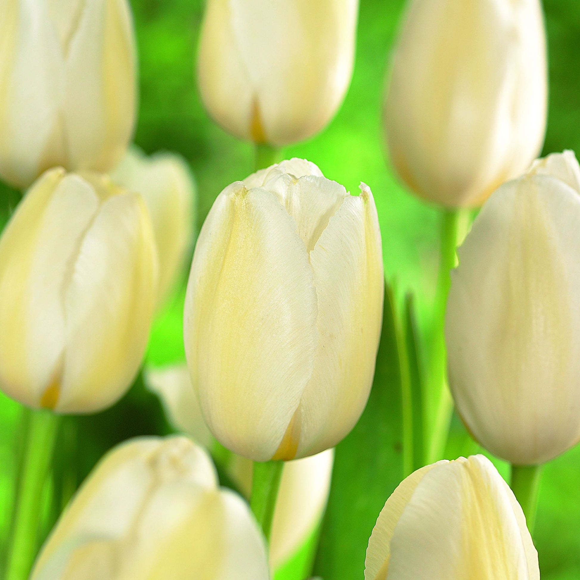 Tulpe 'Pays Bas'