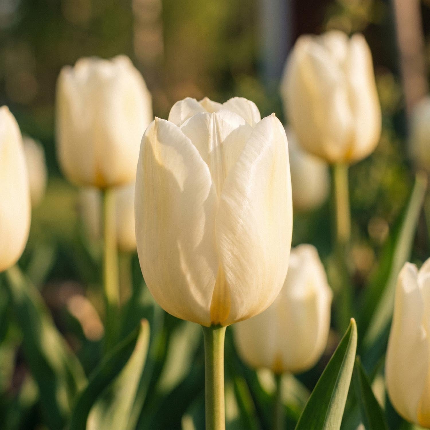 Tulpe 'Pays Bas'