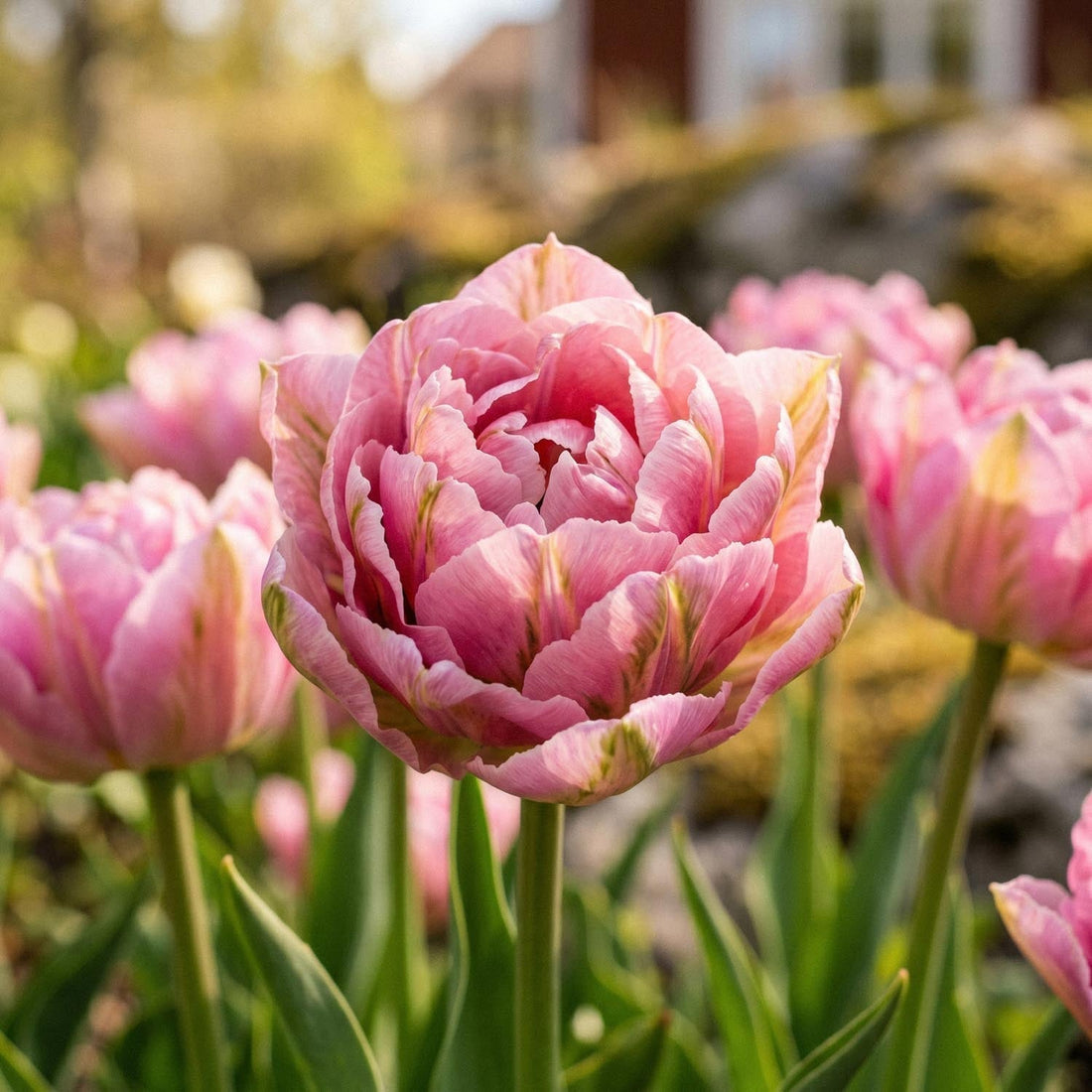 Tulpe 'Peach Blossom'