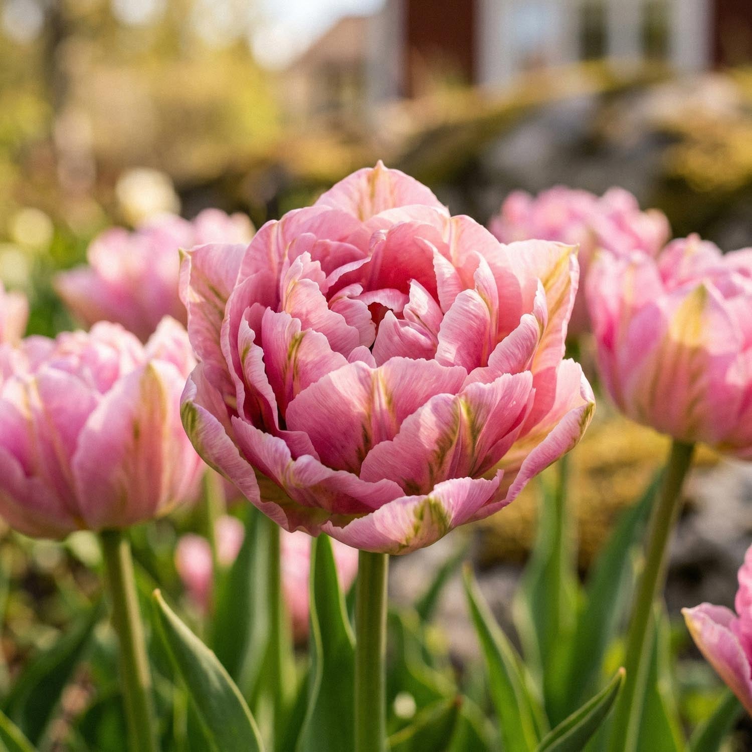 Tulpe 'Peach Blossom'