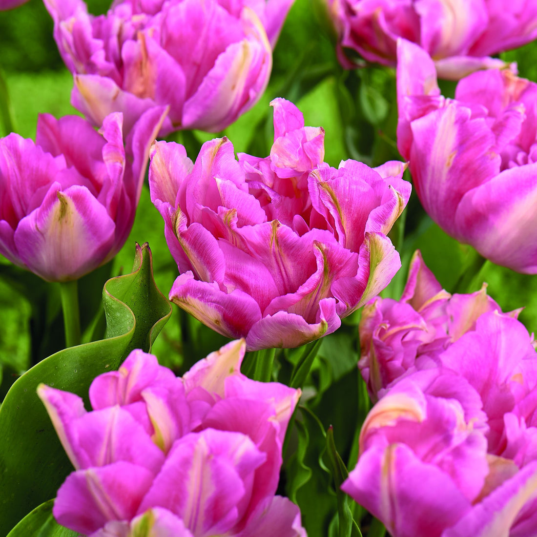 Tulpe 'Peach Blossom'