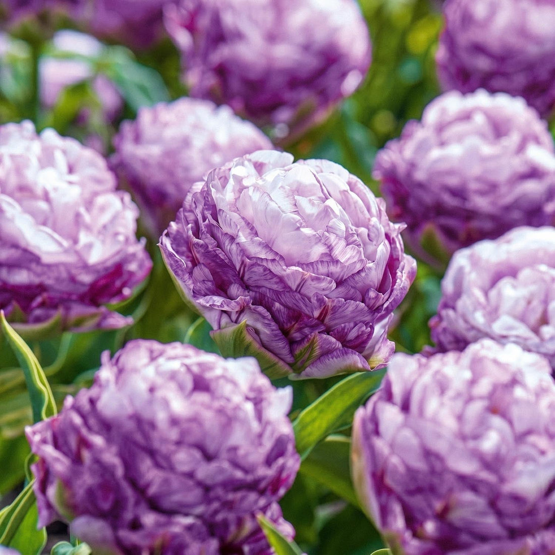 Tulpe 'Peggy Wonder'
