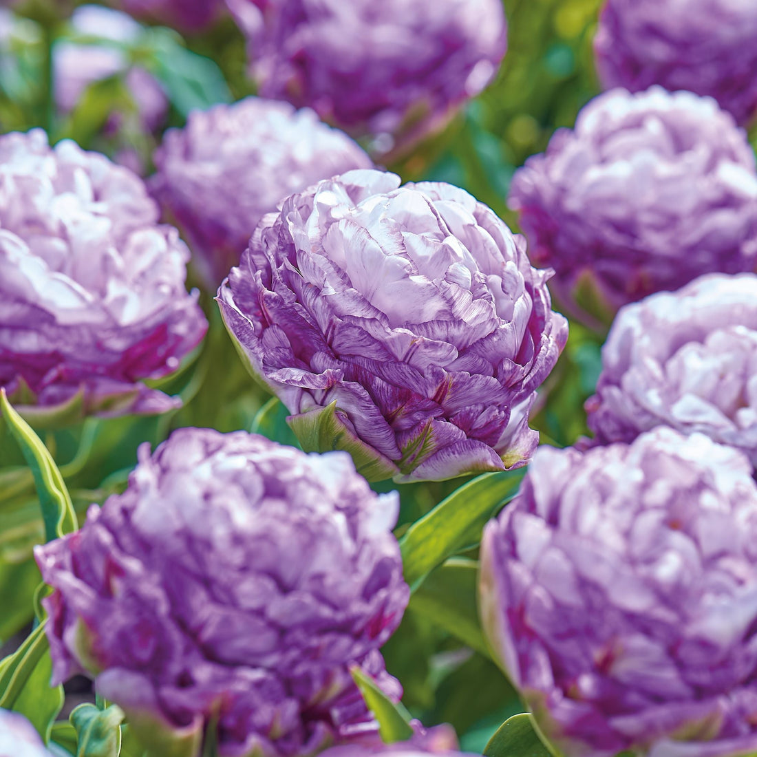 Tulpe 'Peggy Wonder'