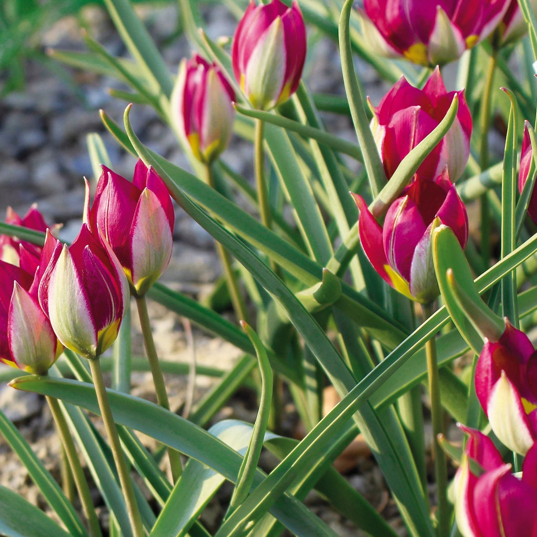 Tulpe 'Persian Pearl'