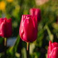 Tulpe 'Pink Ardour'