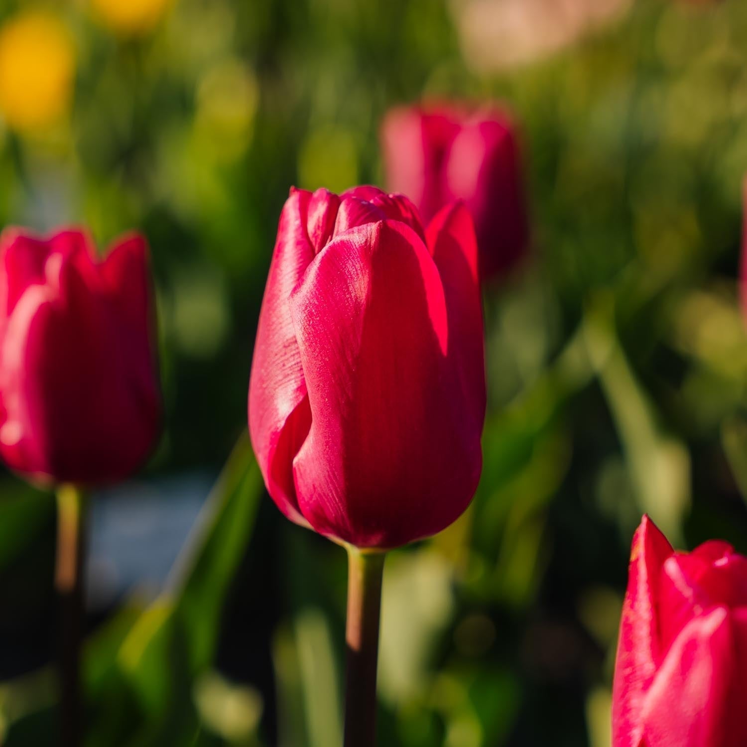 Tulpe 'Pink Ardour'