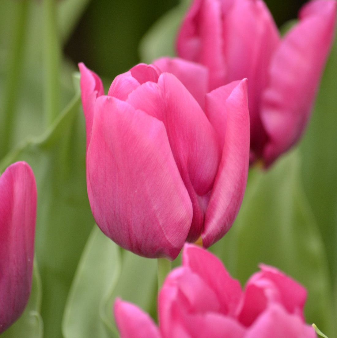 Tulpe 'Pink Ardour'