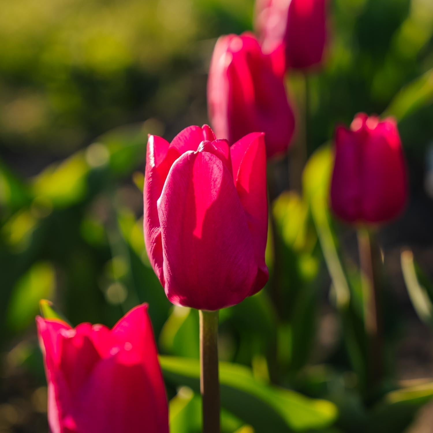 Tulpe 'Pink Ardour'
