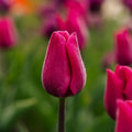 Tulpe 'Pink Ardour'