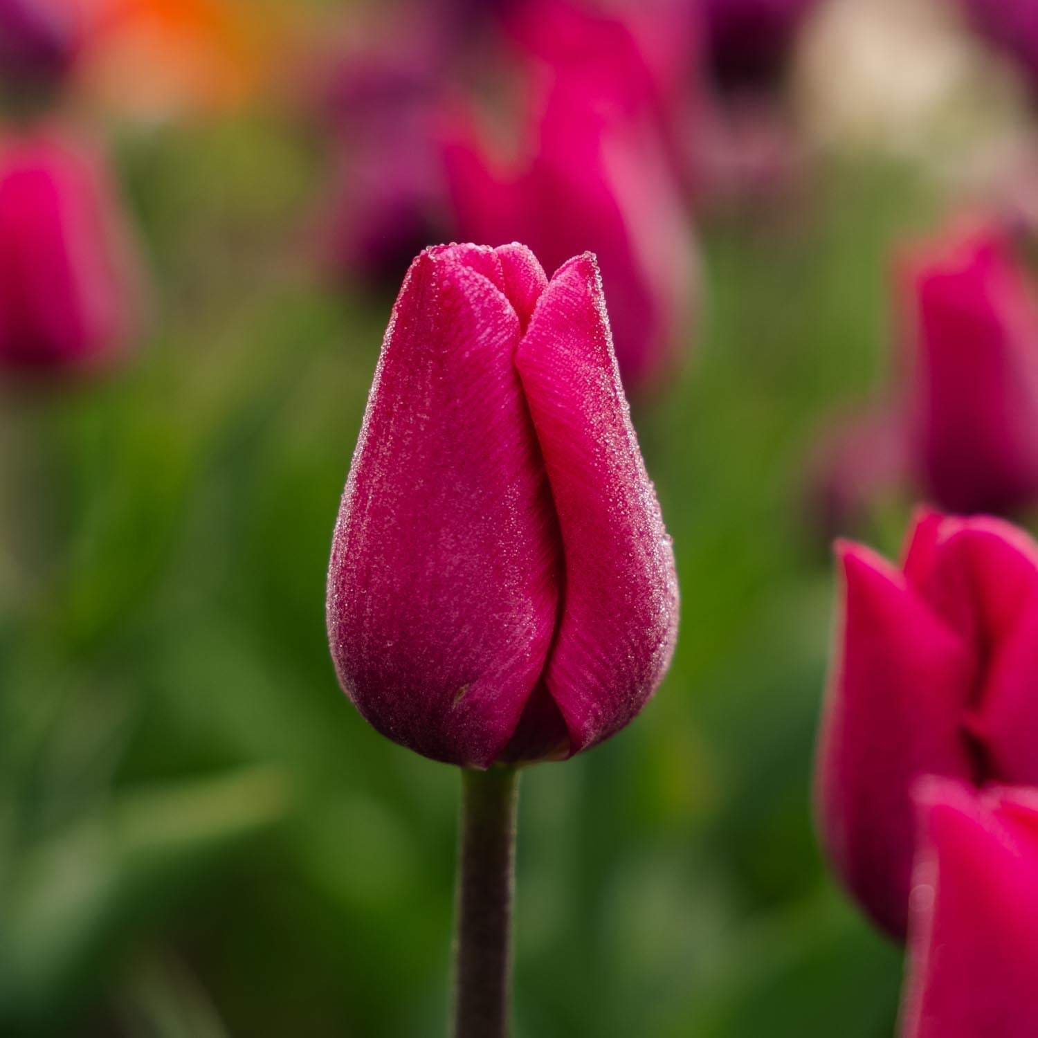 Tulpe 'Pink Ardour'