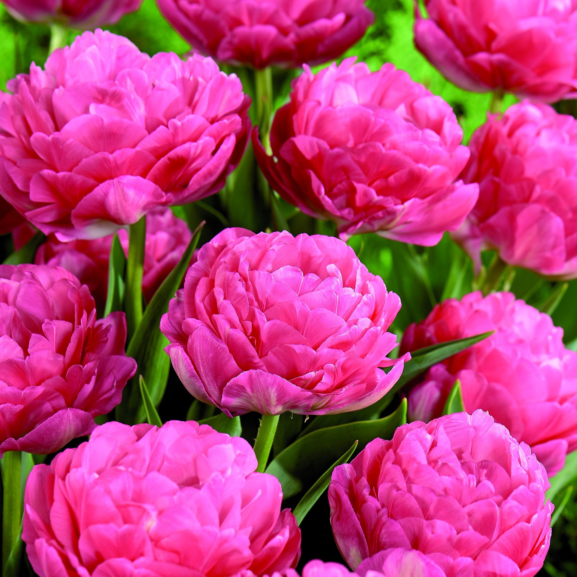 Tulpe 'Pink Size'