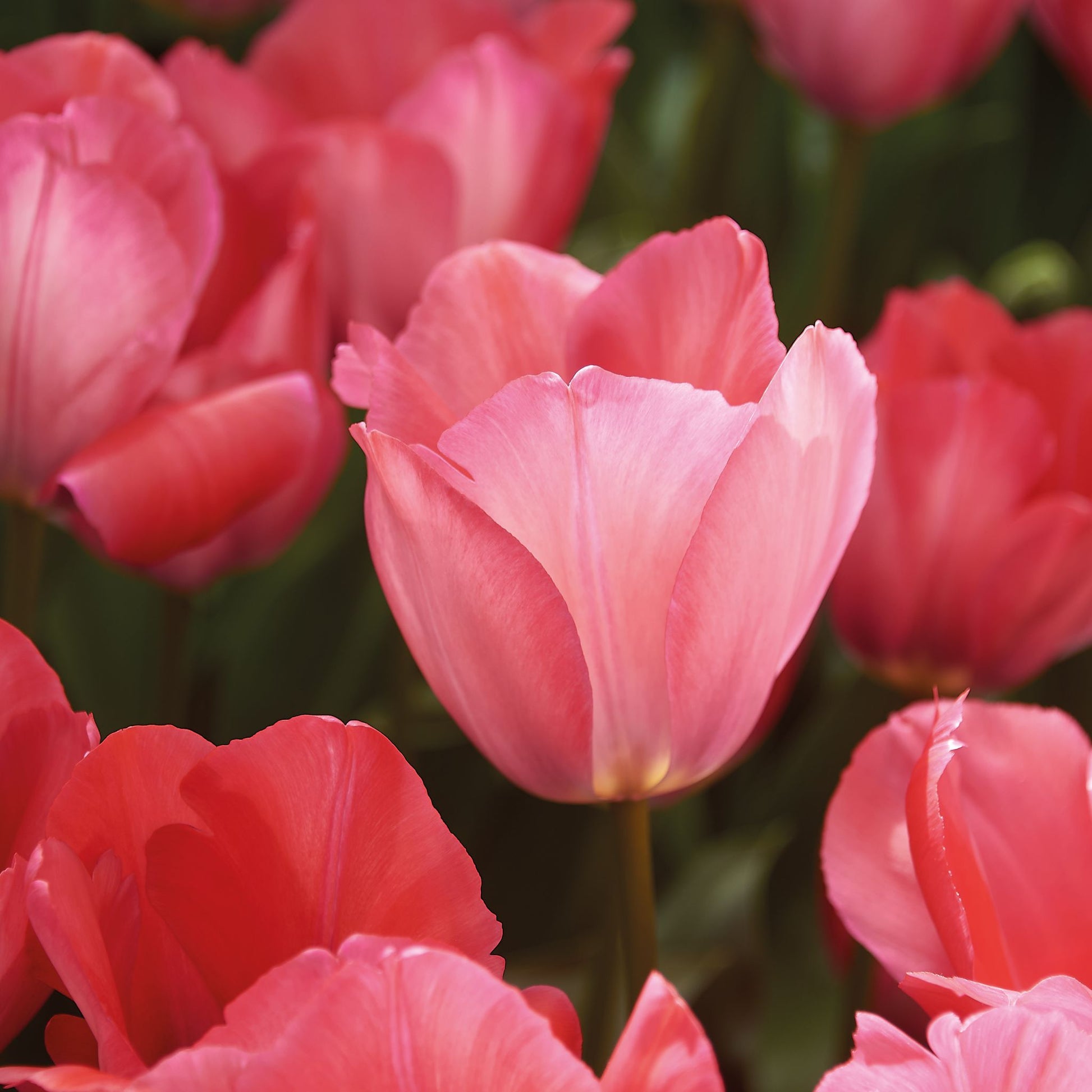 Tulpe 'Pink Sound'