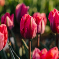 Tulpe 'Pretty Princess'