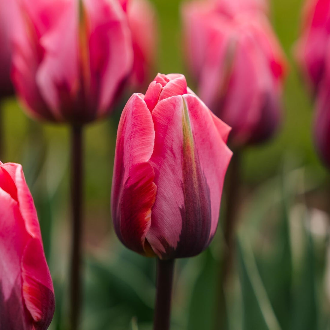 Tulpe 'Pretty Princess'