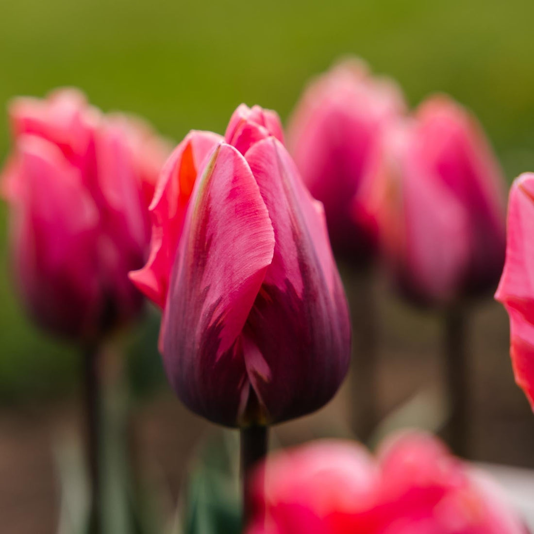 Tulpe 'Pretty Princess'