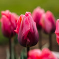 Tulpe 'Pretty Princess'