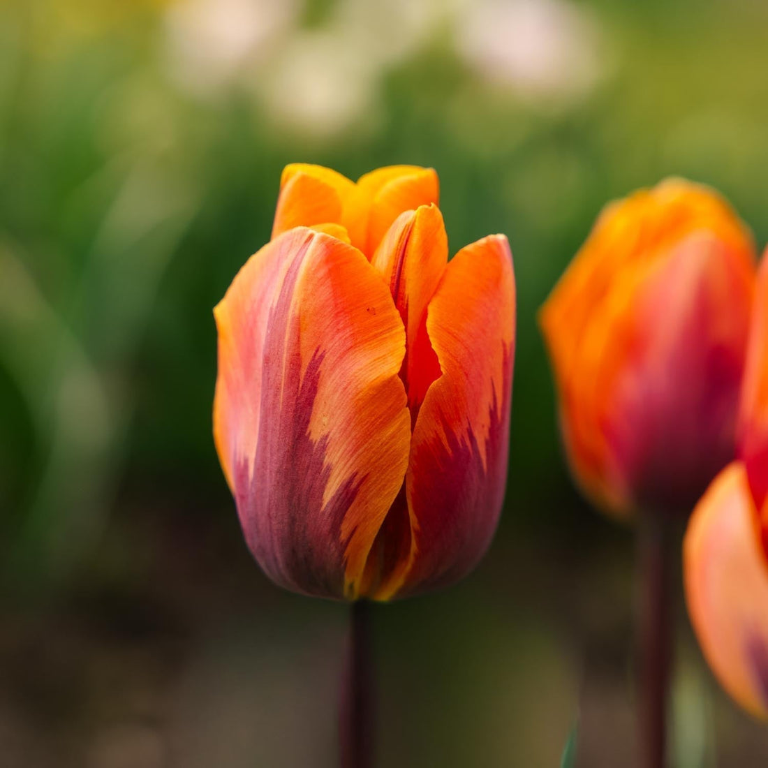 Tulpe 'Princess Irene'