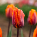 Tulpe 'Princess Irene'