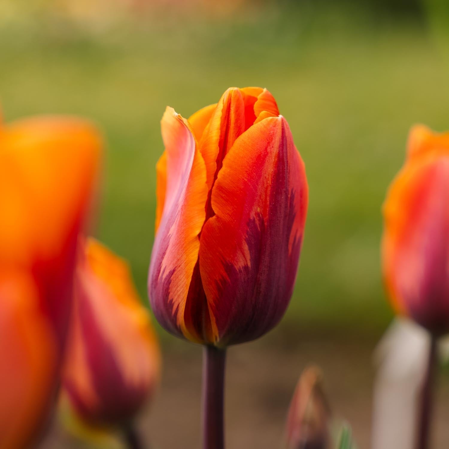 Tulpe 'Princess Irene'