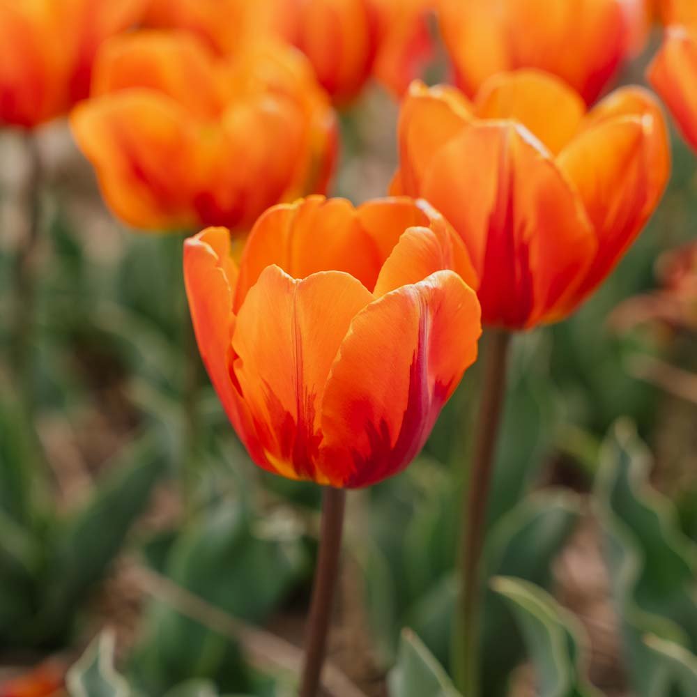 Tulpe 'Princess Irene'