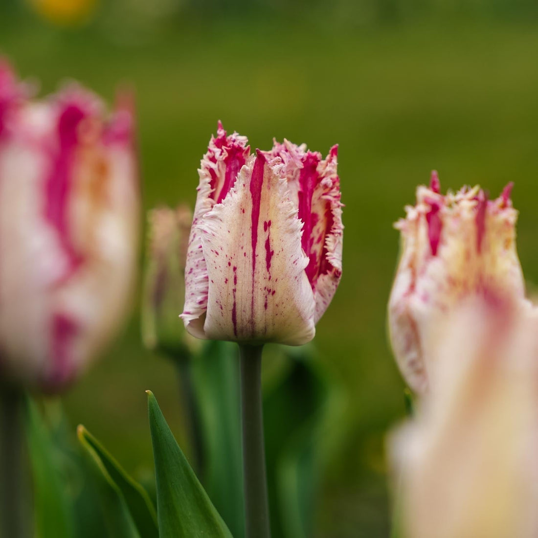 Tulpe 'Purple Circus'