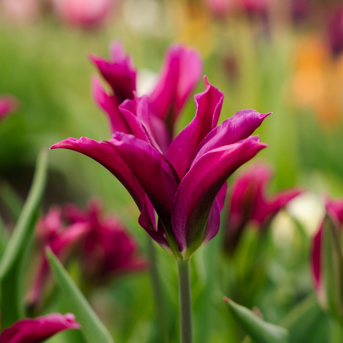 Tulpe 'Purple Doll'