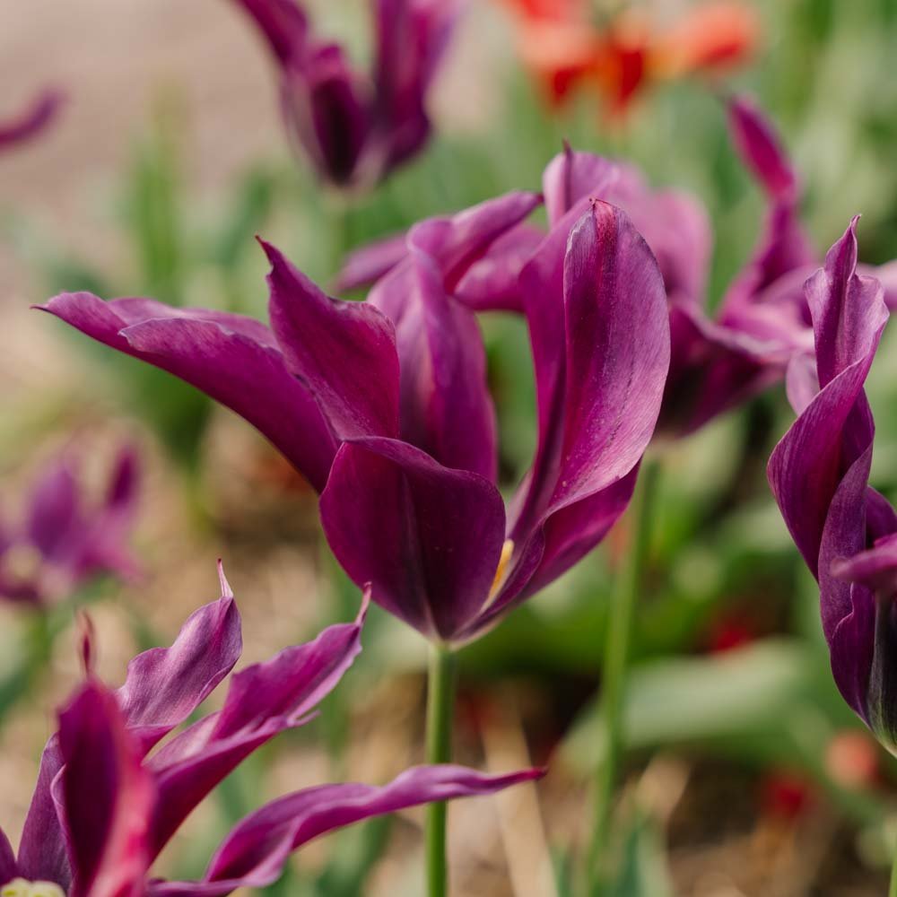 Tulpe 'Purple Doll'