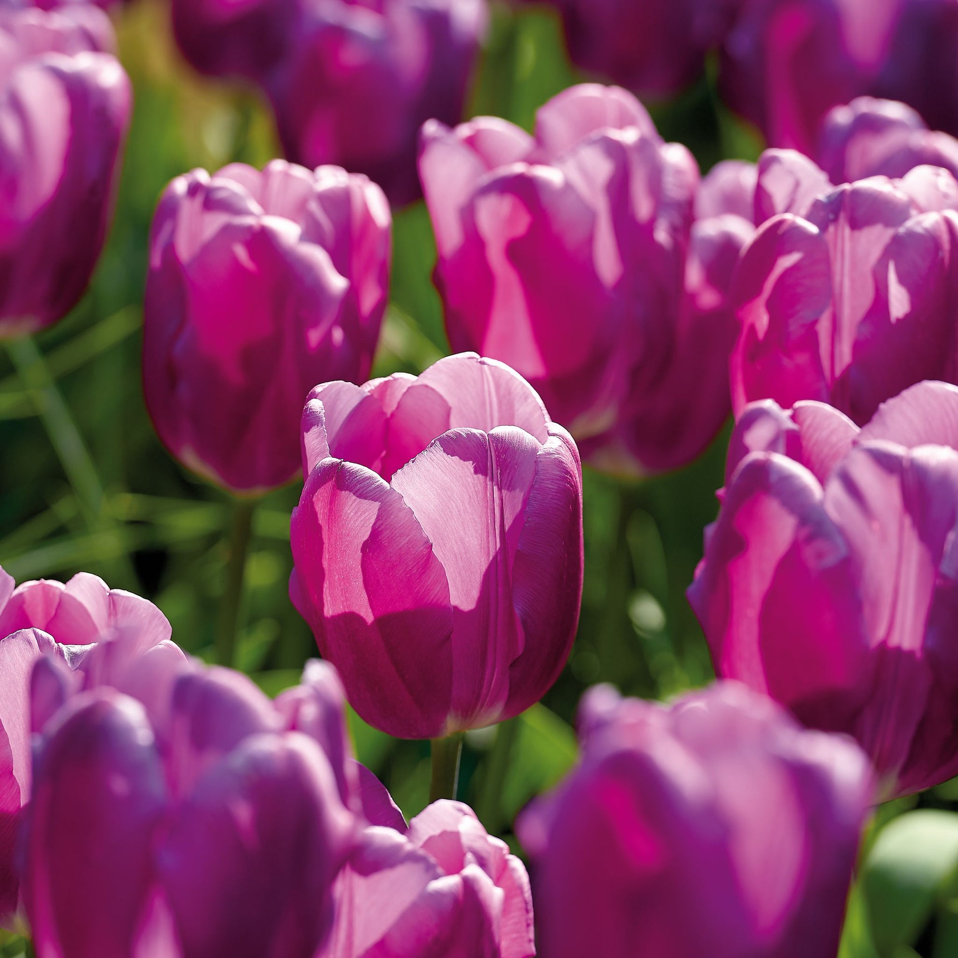 Tulpe 'Purple Flag'