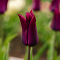 Tulpe 'Purple Heart'
