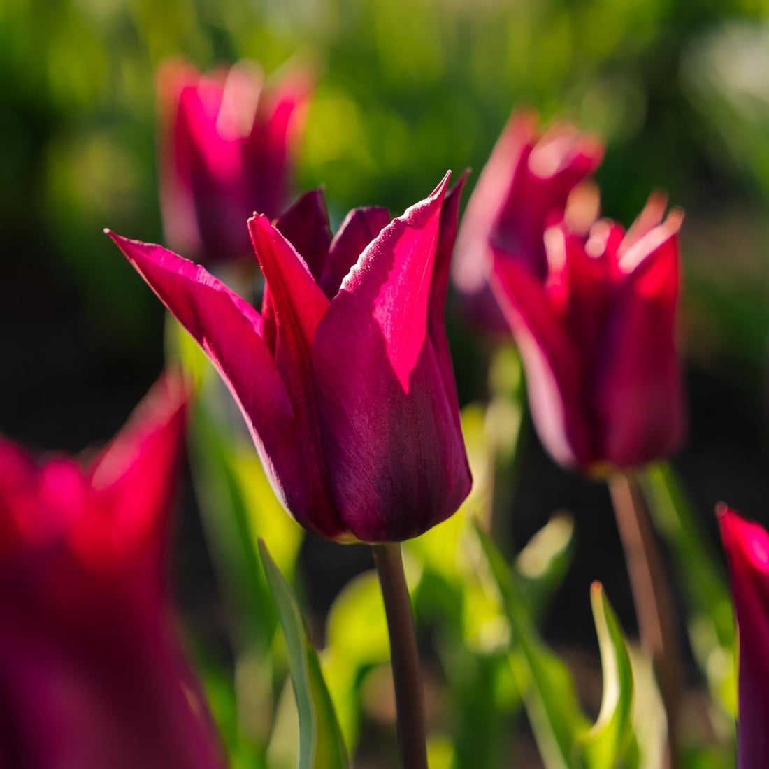 Tulpe 'Purple Heart'