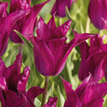 Tulpe 'Purple Heart'