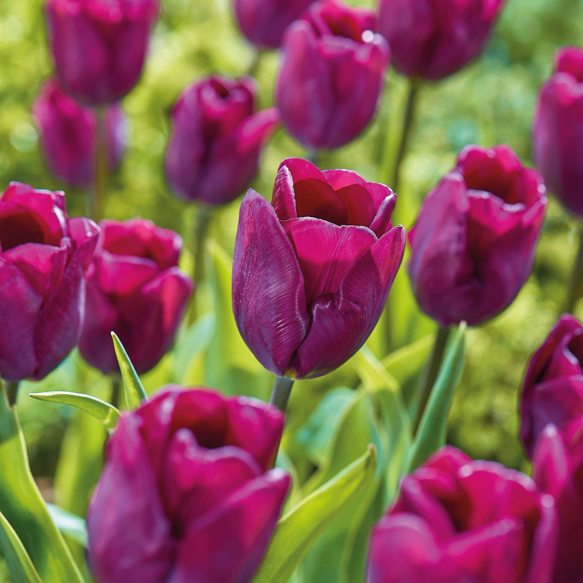 Tulpe 'Purple Lady'