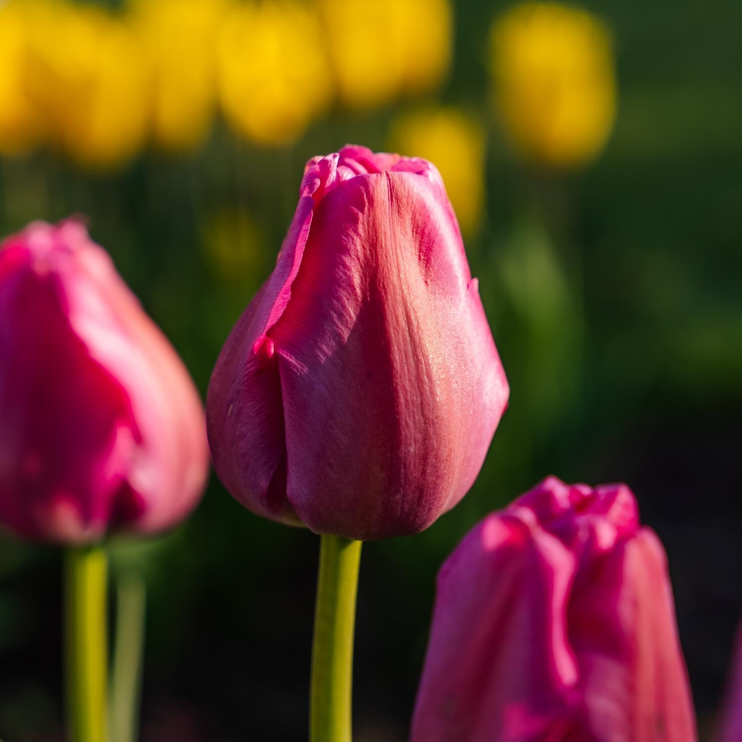 Tulpe 'Purple Pride'