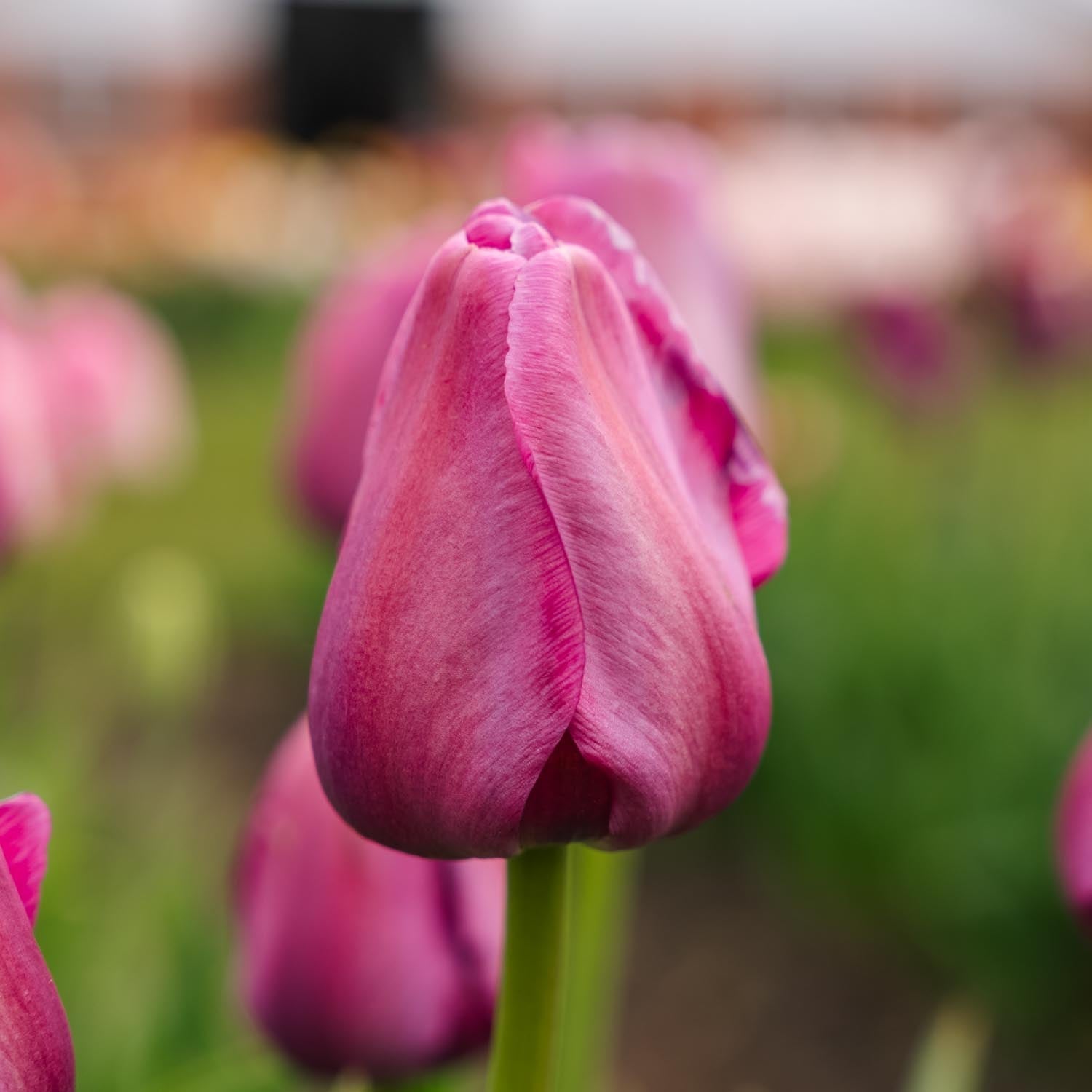 Tulpe 'Purple Pride'