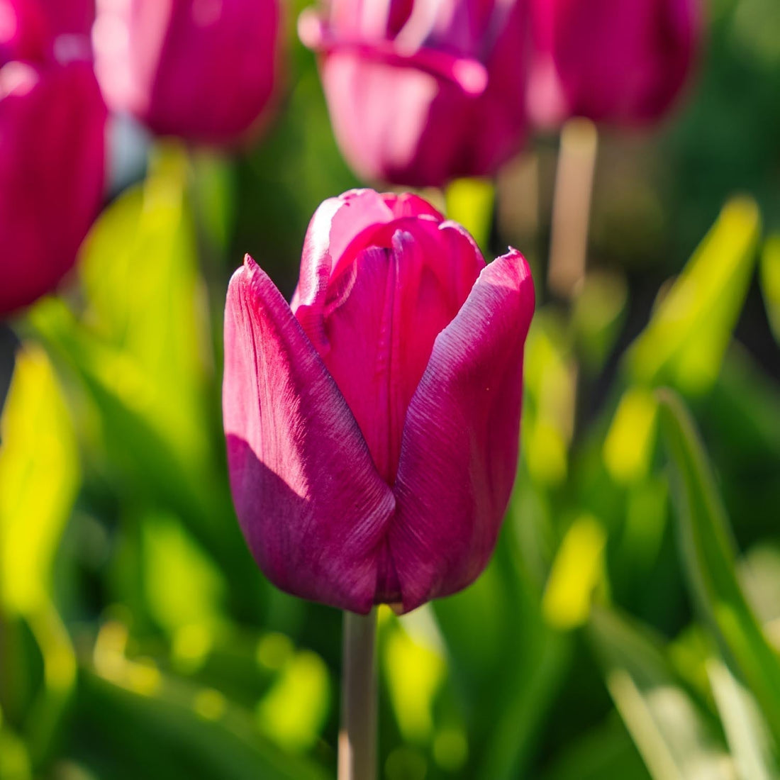 Tulpe 'Purple Prince'