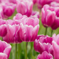 Tulpe 'Purple Prince'
