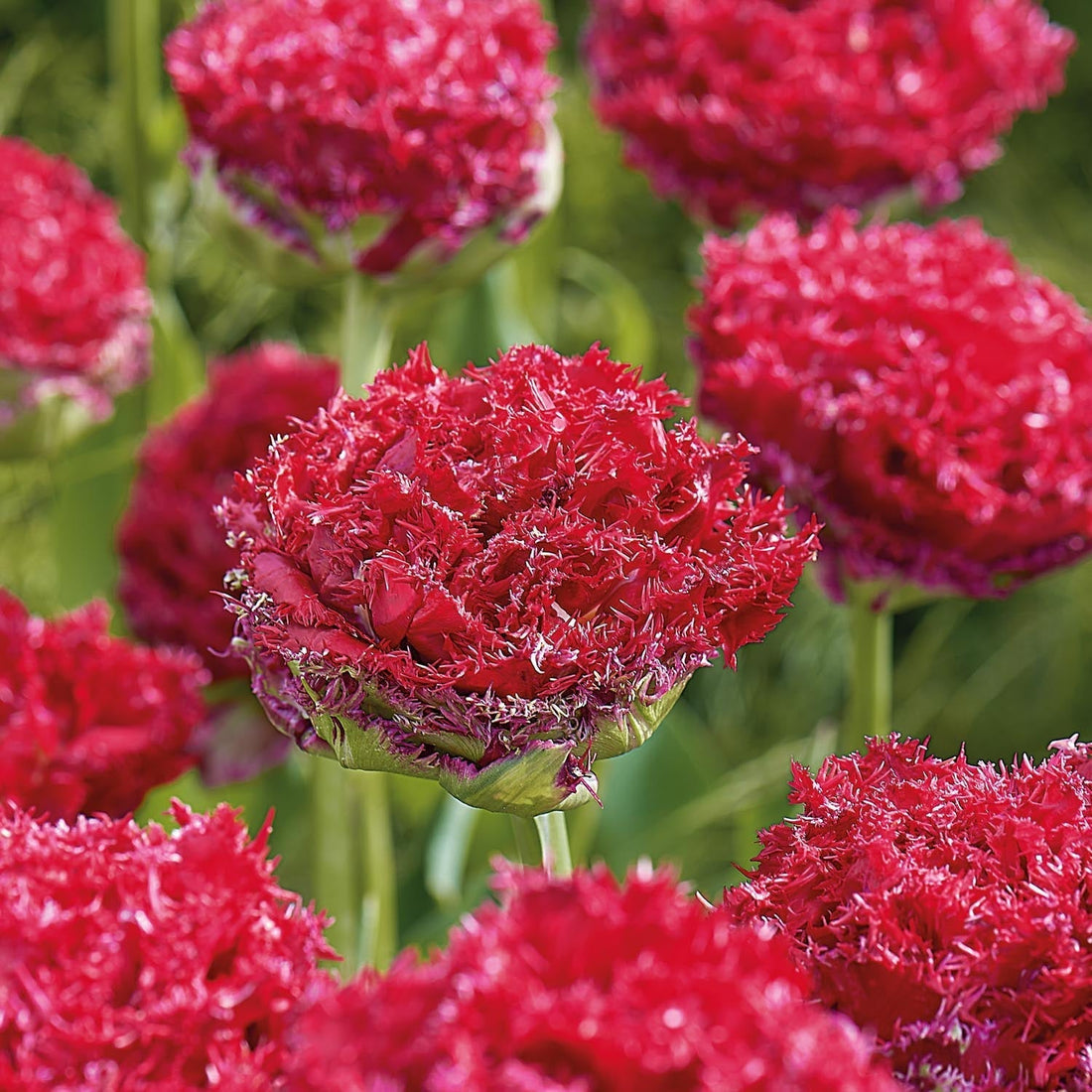 Tulpe 'Qatar'
