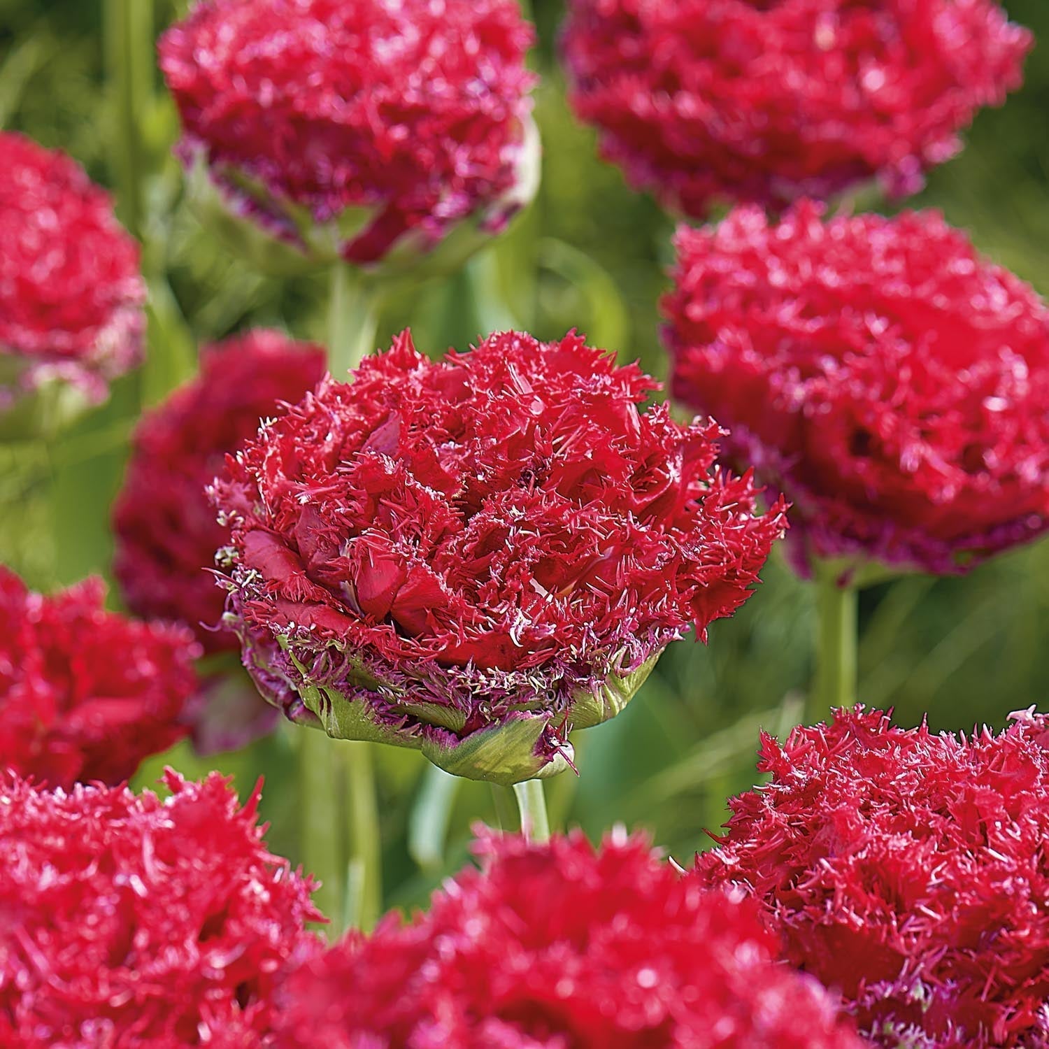 Tulpe 'Qatar'