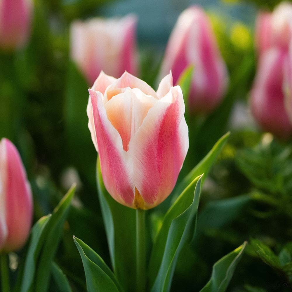 Tulpe 'Quebec'