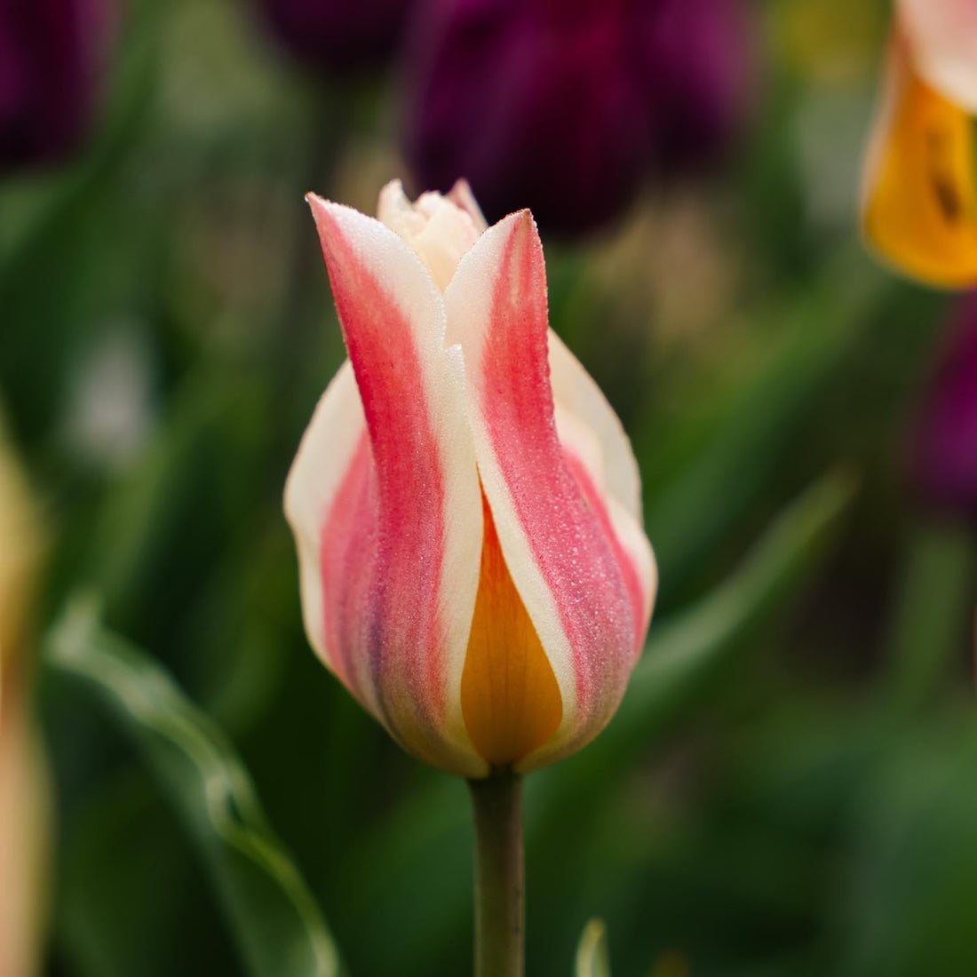 Tulpe 'Quebec'