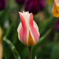 Tulpe 'Quebec'